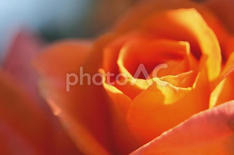 やさしい世界〜オレンジ色の薔薇の花〜 花,バラ,ぼかしの写真素材