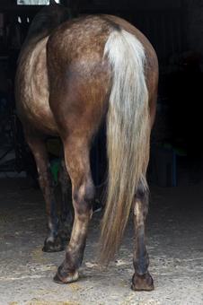 まだら模様の馬 後ろ姿 まだら模様の馬 後ろ姿の写真