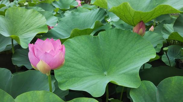 蓮 ハス,蓮,花の写真素材