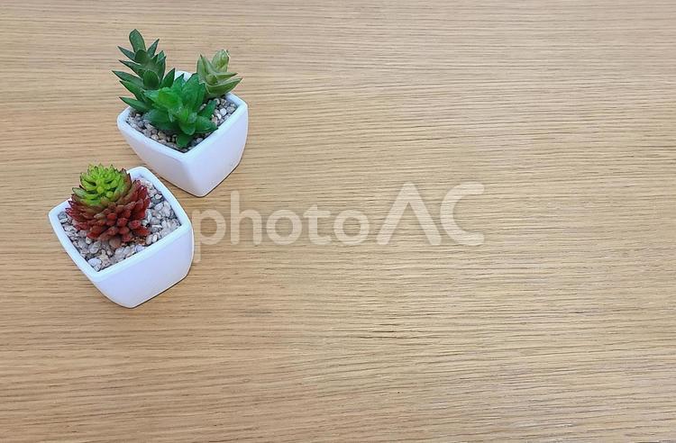 多肉植物　コピースペース 多肉,フェイク,コピースペースの写真素材