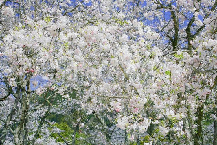 桜-230 枝,芽,アップの写真素材