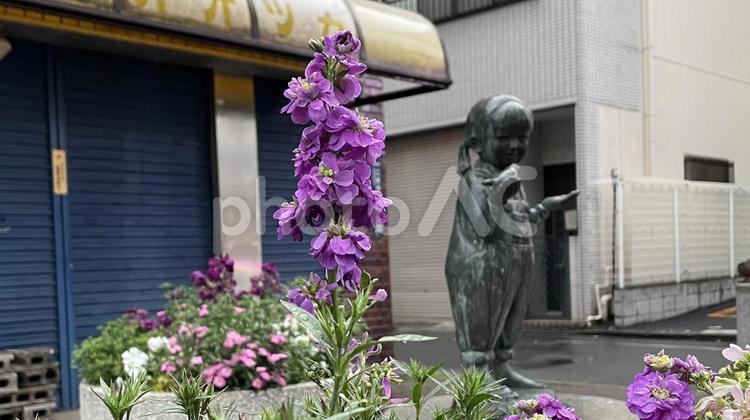 花壇街のガーデニング 花,植物,タチアオイの写真素材