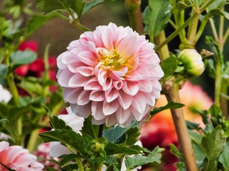 ダリア オレンジ色の花 ダリア オレンジ色の花 ダリア,花,夏の写真素材