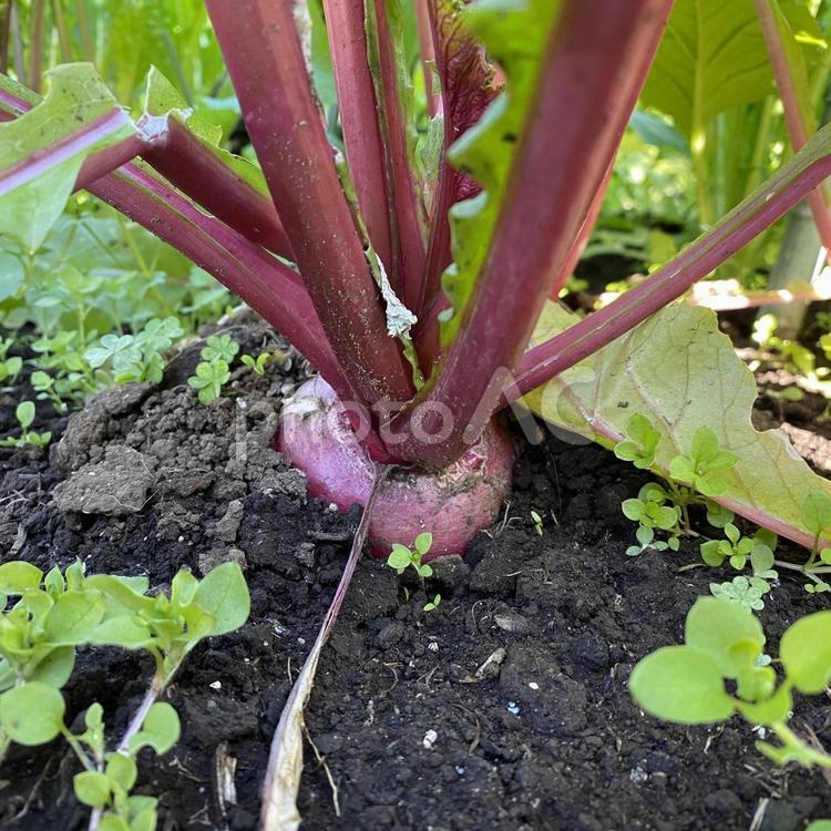 11月の家庭菜園で赤かぶ 家庭菜園,野菜作り,葉物野菜の写真素材