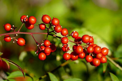 太陽に照らされた南天の赤い実 南天,ナンテン,実の写真素材
