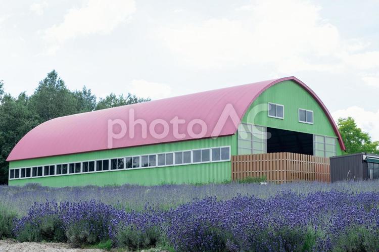 ［北海道美瑛町］四季彩の丘 四季彩の丘,彩の丘,展望花畑の写真素材