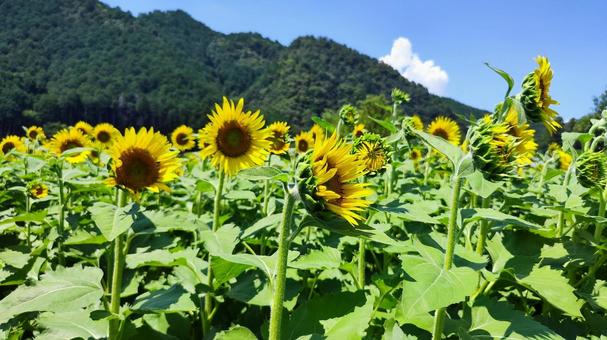 夏を抱きしめる花畑 夏を抱きしめる花畑の写真