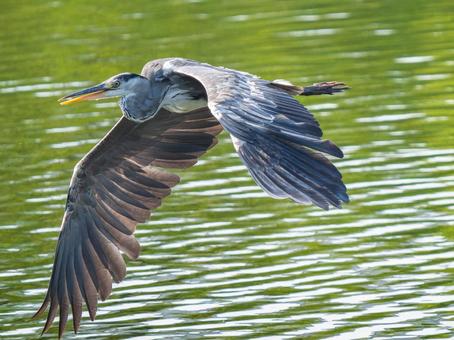 飛ぶアオサギ 飛ぶアオサギ サギ,アオサギ,野鳥の写真素材