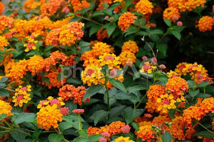 一面に咲くランタナの花たち ランタナ,花,七変化の写真素材