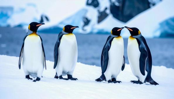 冬のペンギン 冬のペンギンの写真