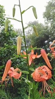 オニユリ オニユリ,雨上がり,水滴の写真素材
