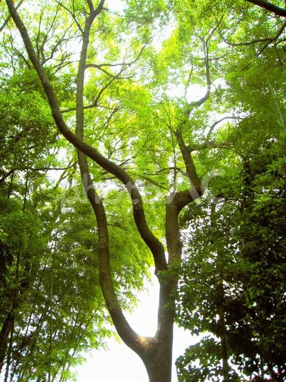 光が差す木 自然,緑,みどりの写真素材