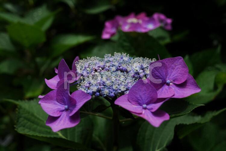 満開のベニガクアジサイ あじさい,花,自然の写真素材