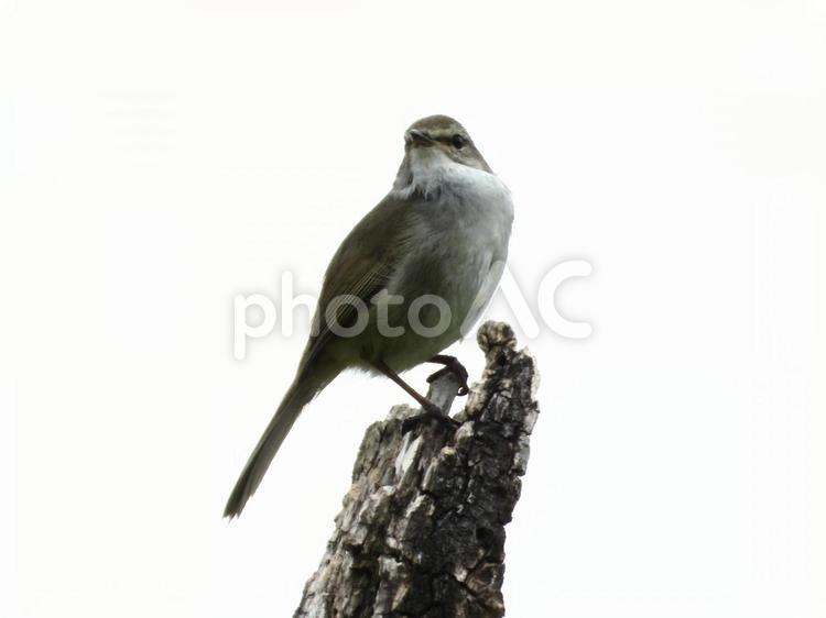 枝の先端につかまるウグイス 鳥,野鳥,ウグイスの写真素材