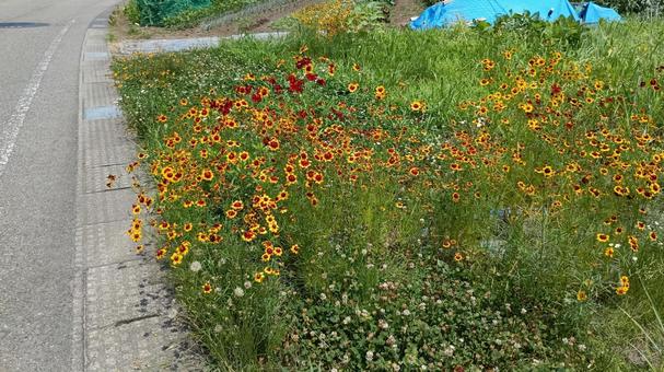 Photo, harshagik, plant, road, 