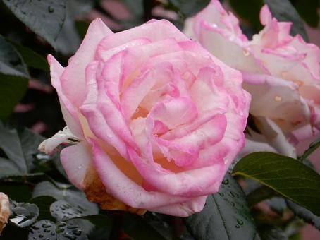【薔薇の写真】バラの花 【薔薇の写真】バラの花の写真