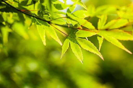 新緑の紅葉 新緑の紅葉 紅葉,モミジ,夏の葉の写真素材