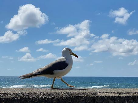 ウミネコの散歩 ウミネコの散歩 ウミネコ,カモメ,散歩の写真素材