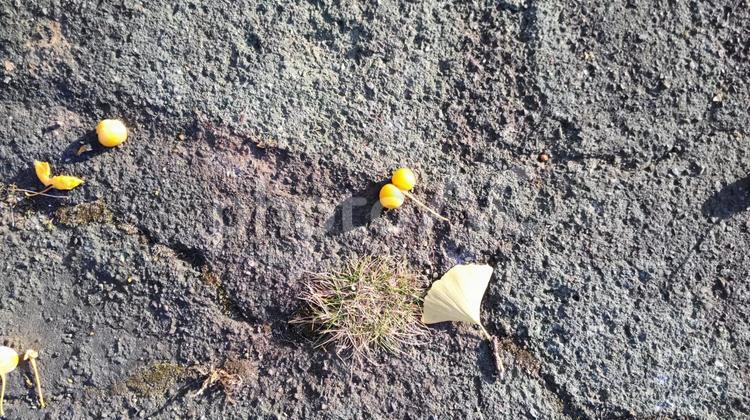 地面に落ちた双子の銀杏 秋,秋色,銀杏の写真素材