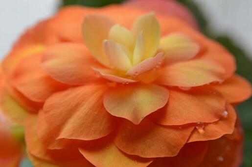 球根ベゴニアの花アップ2 球根ベゴニアの花アップ2の写真