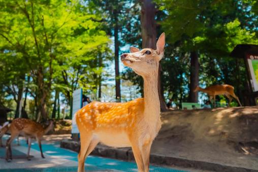 Photo, nara, temple, a temple, 