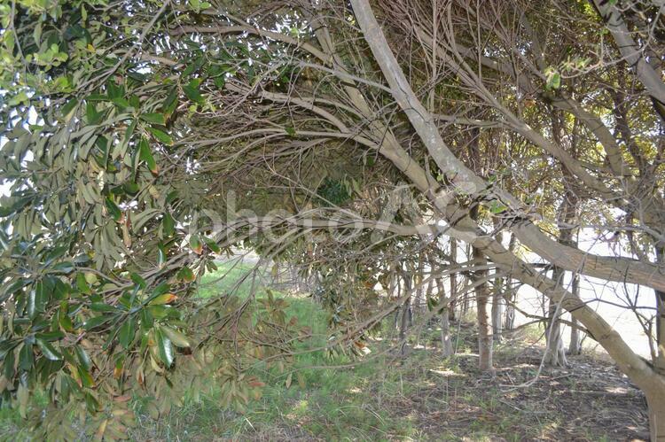 森の中の出口当たりの風景 森,林,風景の写真素材