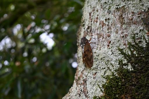 Cicada 3, JPG