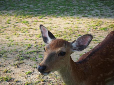 deer?, JPG