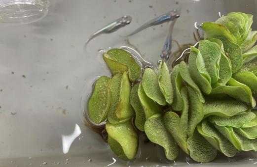 メダカと水草2 メダカと水草2 メダカ,水草,夏の写真素材