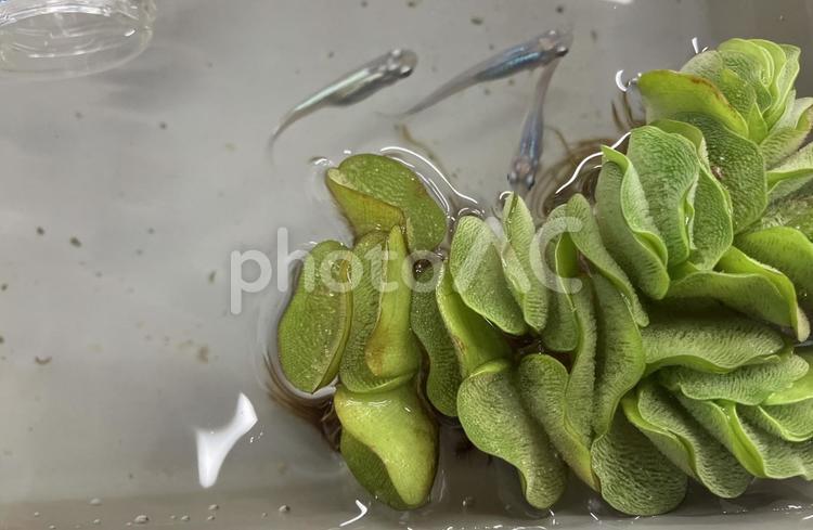 メダカと水草２ メダカ,水草,夏の写真素材