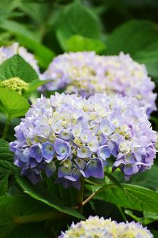 紫陽花 紫陽花の写真