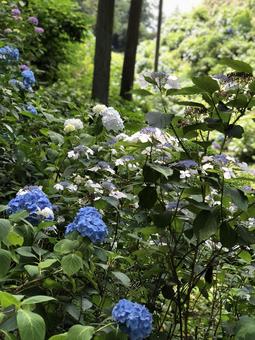 青と紫のアジサイの咲く風景 青と紫のアジサイの咲く風景 アジサイ,花,青の写真素材