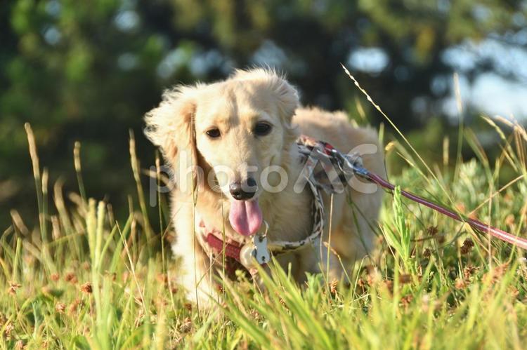 草むらを散策する犬 生き物,動物,犬の写真素材