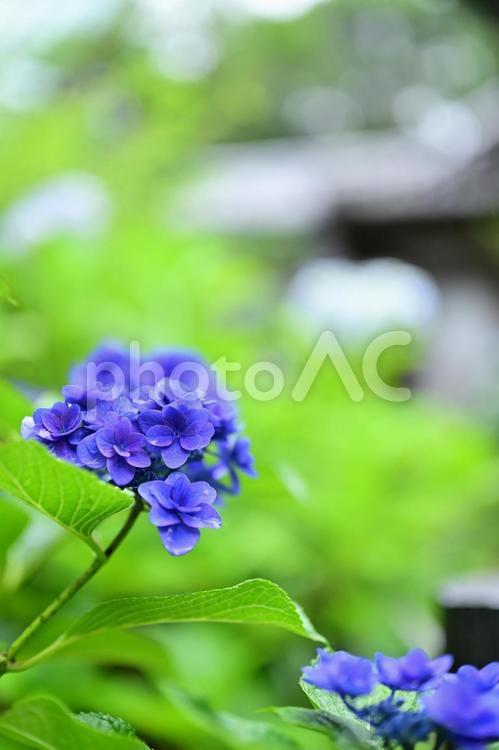 紫陽花のささやき 植物,葉,緑の写真素材