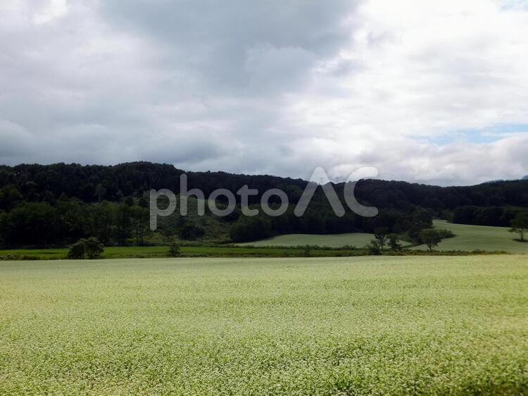 そば畑の風景2 蕎麦畑,花,蕎麦の写真素材
