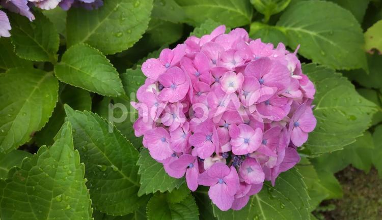 美しい紫陽花 夏,花,7月の写真素材