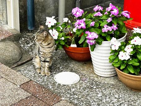 ノラ猫と日々草 ノラ猫と日々草 サバトラ猫,ノラ猫,猫の写真素材
