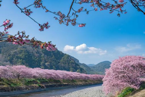 青空と河津桜並木 河津桜,伊豆稲取,桜の写真素材