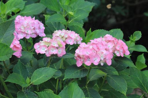 ピンクの紫陽花 ピンクの紫陽花の写真