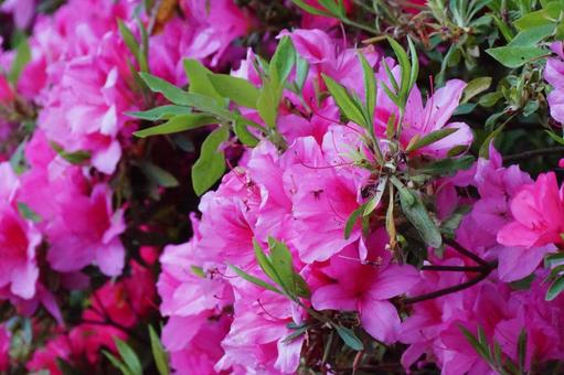 Azalea flowers, JPG Azalea flowers, JPG