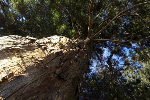 杉の大木 杉,杉の木,大木の写真素材