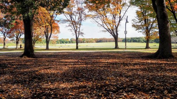 秋の水元公園・オレンジ色の木々（葛飾区） 秋,水元公園,紅葉の写真素材