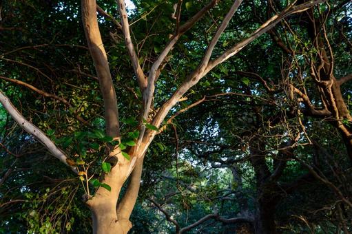 大きな木 樹木,木,樹の写真素材