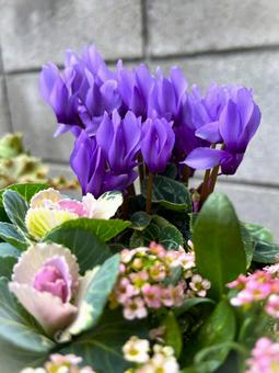 ブルードラゴン シクラメン,ブルードラゴン,花の写真素材