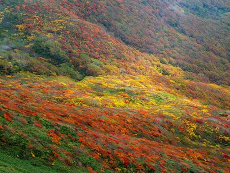 紅葉の栗駒山(須川岳) 紅葉の栗駒山(須川岳) 栗駒山,須川岳,紅葉の写真素材
