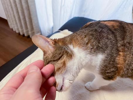すりすり甘えん坊ミケ 三毛猫,甘える,すりすりの写真素材