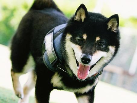 Photo, dog, shiba inu, bean bush, 