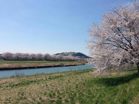 桜と川 桜と川の写真