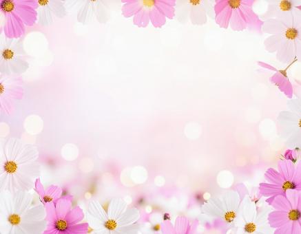 コスモスのフレームと淡いピンクの光背景 コスモスのフレームと淡いピンクの光背景の写真