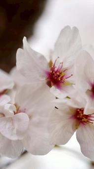 桜 桜の写真